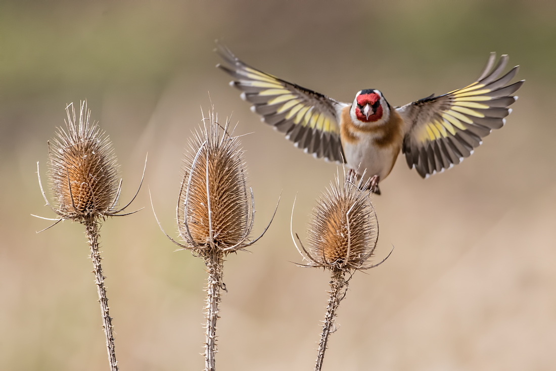 naturfoto background image